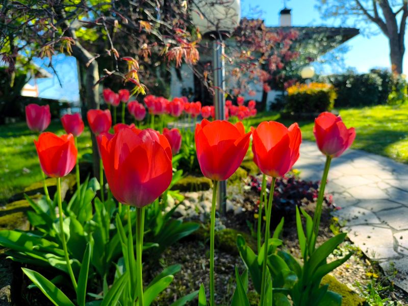 Il Tulipano: Simbolo di Forza, Fedeltà e Amore che non si&nbsp;Arrende